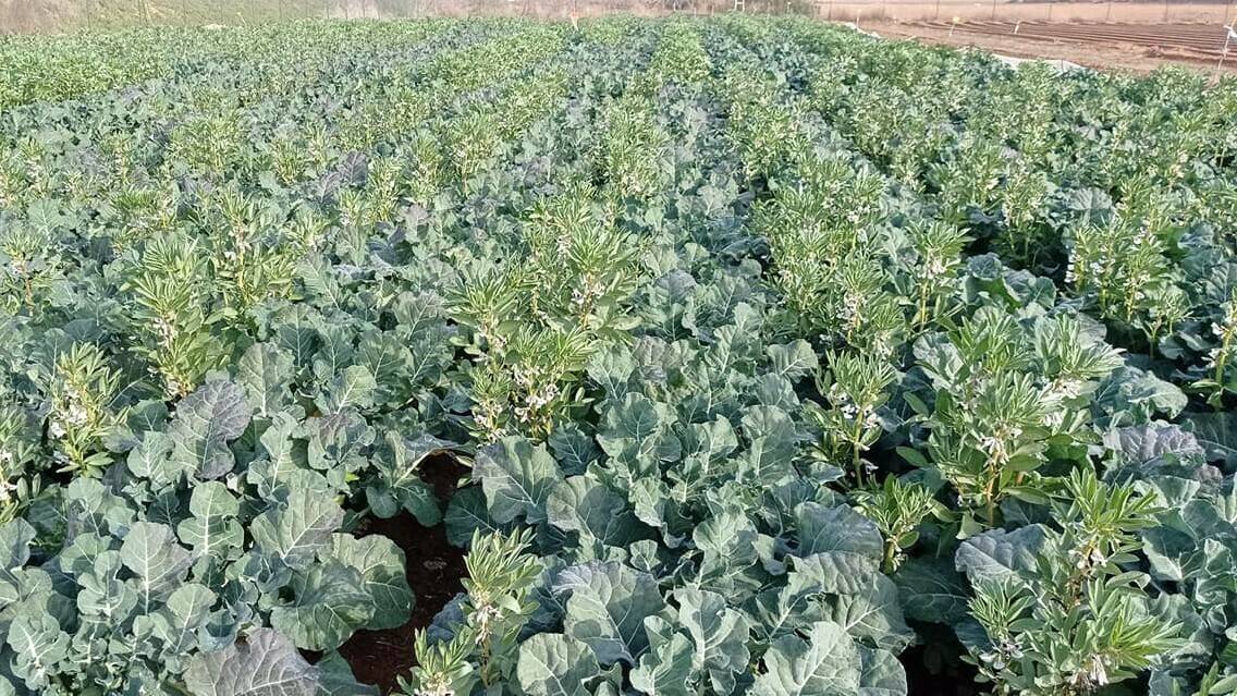 brocoli-haba-cultivos-asociados|brocoli-asociahortus|asociahortus-asociacion-cultivos-lombriz